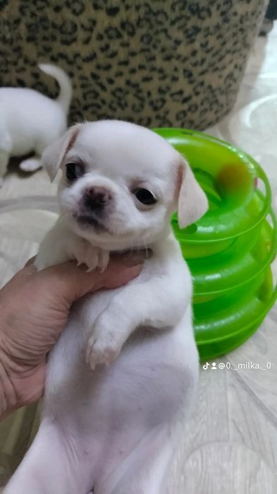 щенки чихуахуа , Резерв