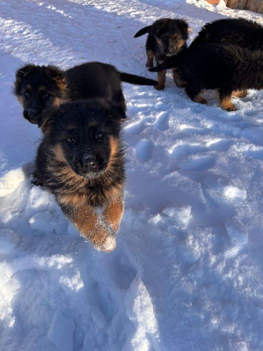 Щенки немецкой овчарки
