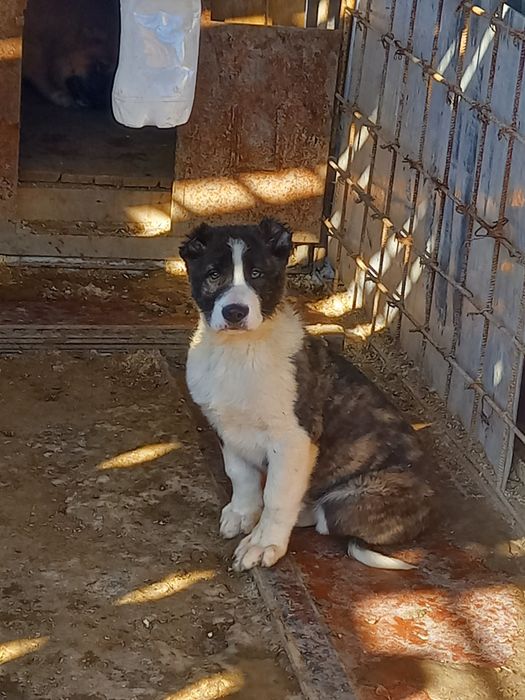 Сатылады еркек кушык