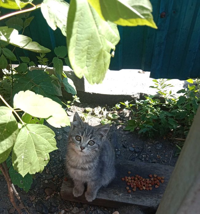 Отдам котят бесплатно