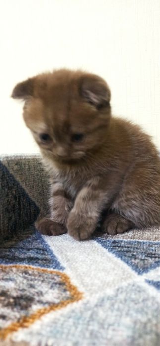 Добрые породистые котята