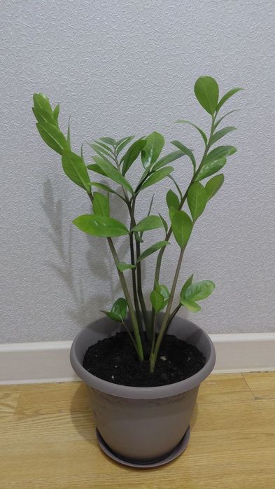 Комнатные растения