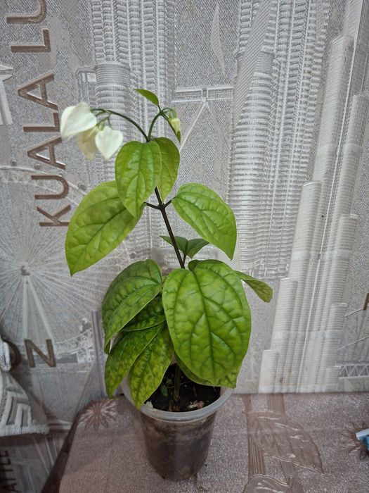 Продам комнатные цветы