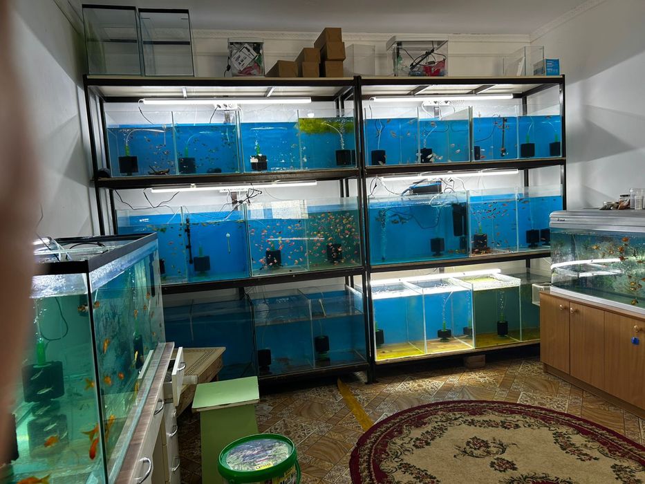 Аквариумные рыбки.