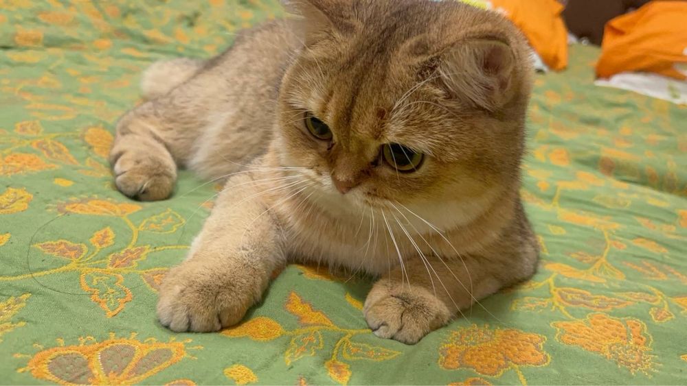 Чистокровная кошка.Британская золотая шиншилла.Девочка