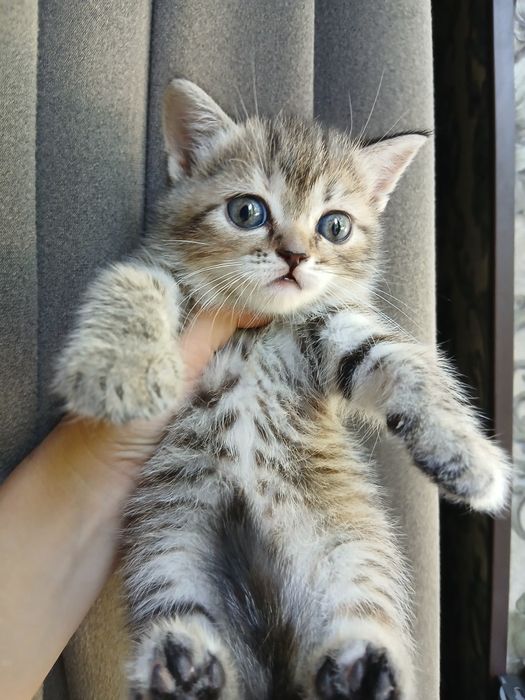 Продаются котята шотландские