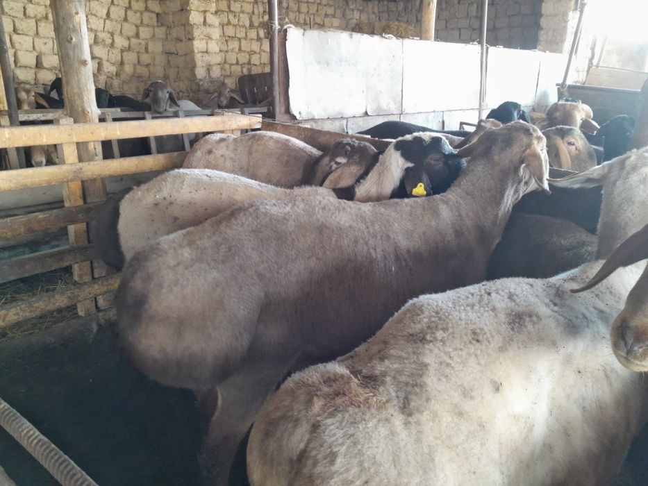 Кошкар сатылады 100 шт бордакы