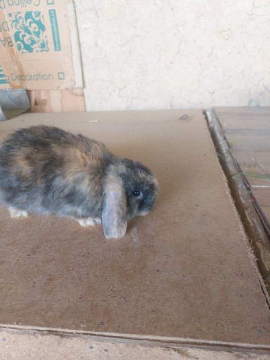 Quyonlar karlik baran 1,5 oylik yeb ichishi zor 100 %emlangan