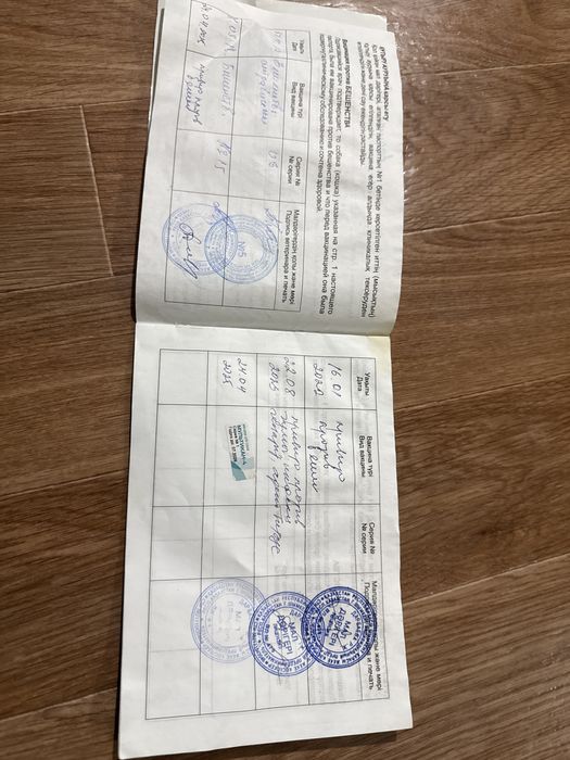 Продам хаски ДЕВОЧКА!