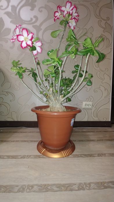 Продам цветок АДЕНИУМ!