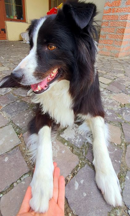 Adopție border collie