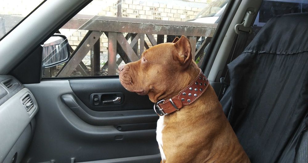 Американски питбул териер ,,Ред ноус''(American pitbull terrier Red nose)