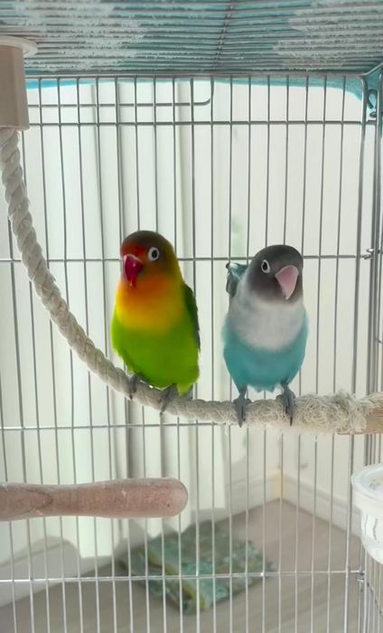 Попугай неразлучники