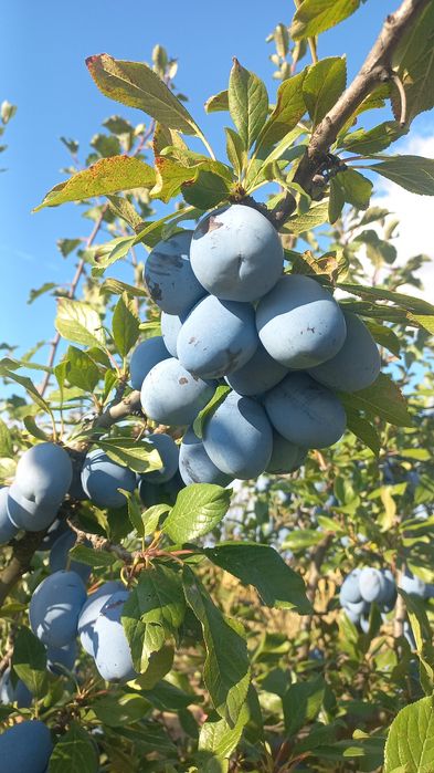 Strugurii capsunica parfumata de vânzare și prune pt țuică!!!