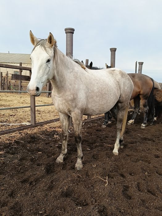 Байтал сатылады сатылады