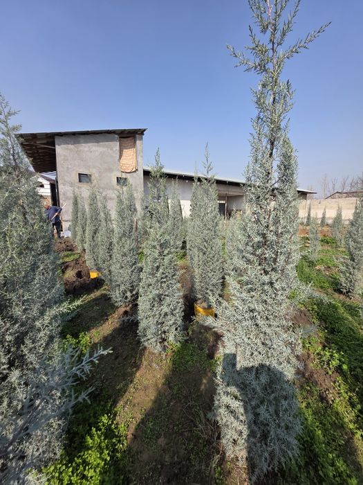 Kiparis Arizonskiy Italiya