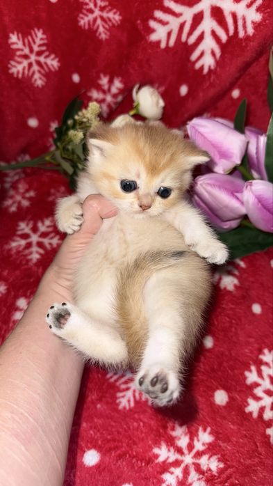 Котята чистокровные Шиншиллы апельсинки