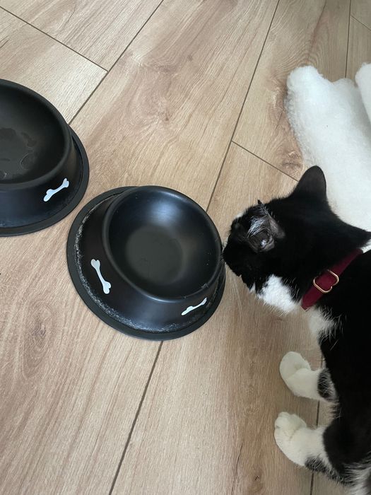 миска для кошек/миска для собак