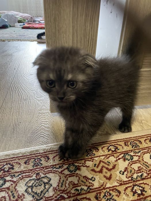 Котенок Шатланский