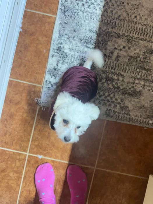 Vănd hăinuțe de căței