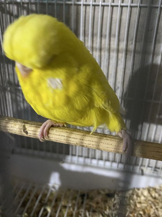 Andurka turetski papugay