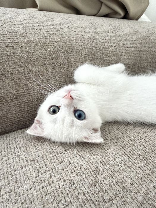 Котенок шотландец