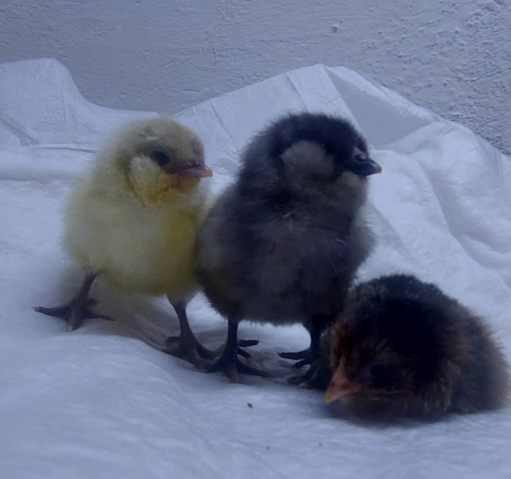 Цыплята помесные