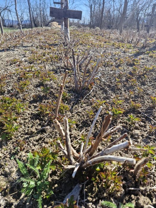 Butași zmeură Opal