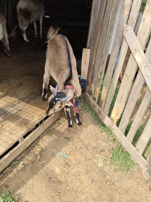 Capra și un tapusor