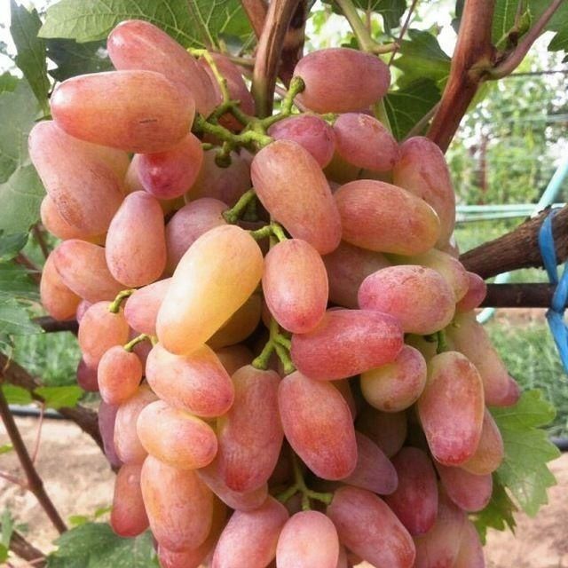 Eng YANGI SORT UZUM Kuchatlari