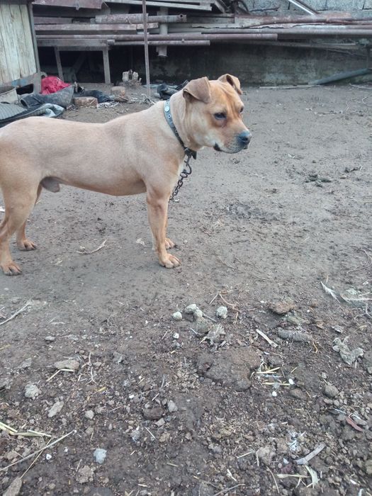 Pidbul kuchuk sotiladi xali bola