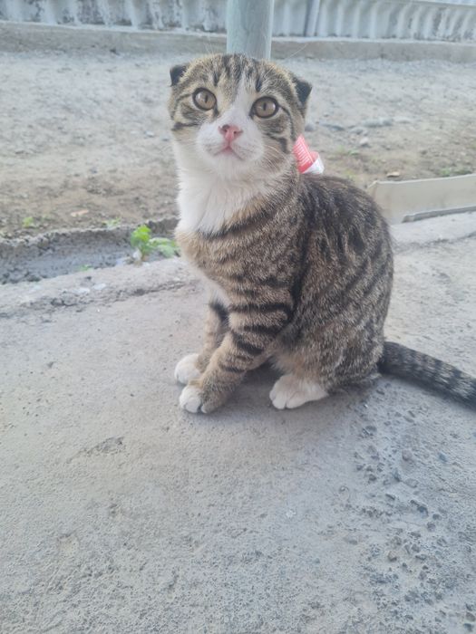 Котенок 25 го 3 месяц будет