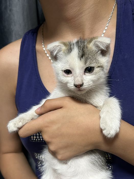 Вислоухие котята