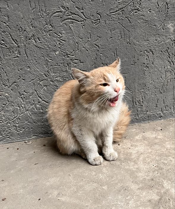 Рыжий кот в самые добрые руки