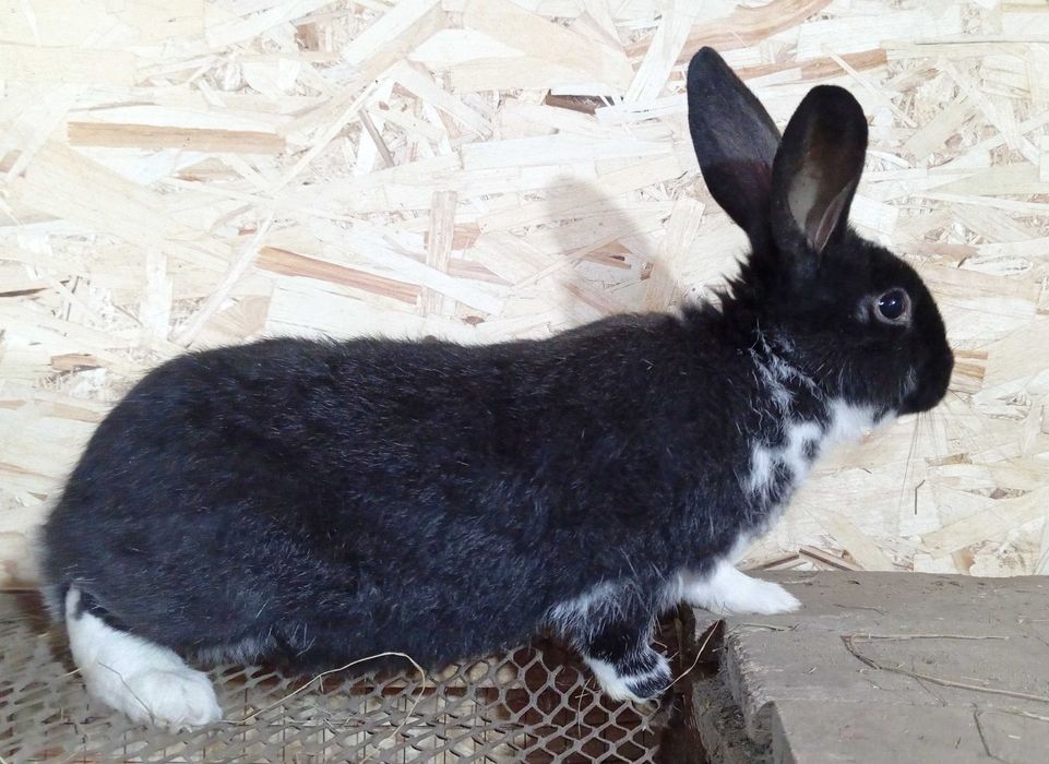 Продам . Самец, 4 месяца