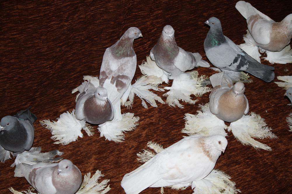 голуби игровыееее