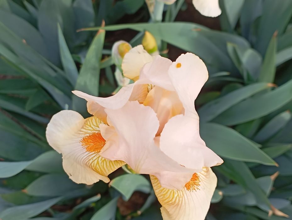 Продам клубни цветов.