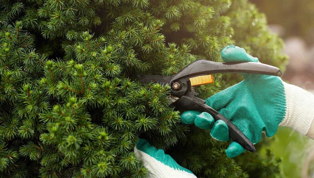 Рязане на дървета -> Почистване на дворове