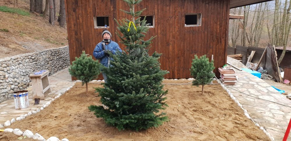 Vindem tuia smaragd de mai multe dimensiuni