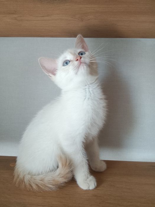 Котёнок 1 месяц, сиам