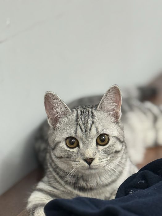 Отдам котика в добрые руки