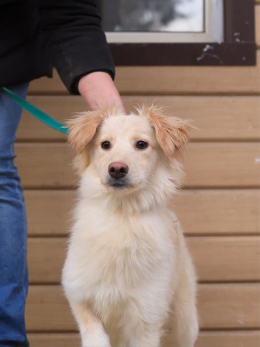 Щенки мальчики возрастом семь месяцев ищут дом
