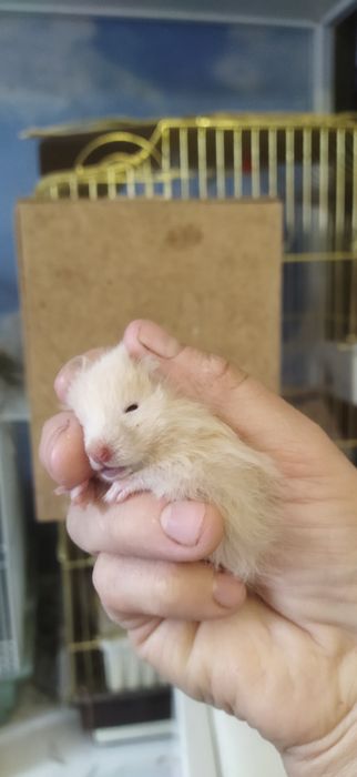 Продам сирийских  хомячат