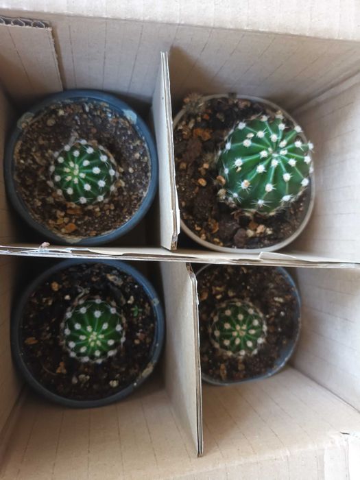 Бял, розов и жълт цъфтящ кактус Ехинопсис (Echinopsis eyriesii)