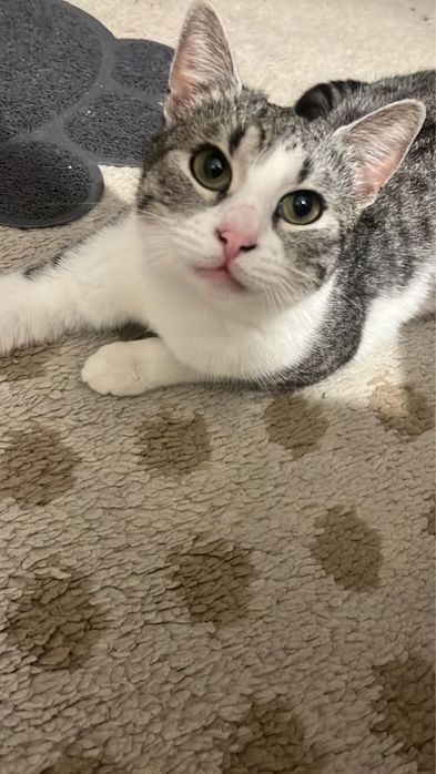 Adoptie Permanenta Pisica