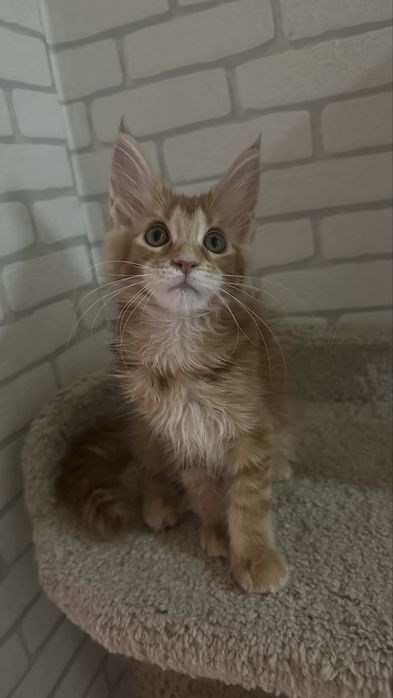 Котята! Продажа! Мейн-Кун!