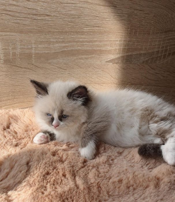Рагдол Регдол Ragdoll