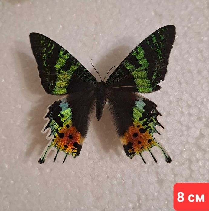 Редкая, настоящая бабочка.