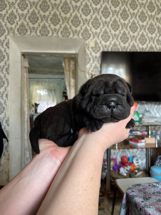 Щенки шарпейчики