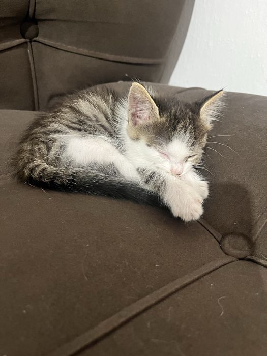 Бесплатно котенок только в добрые руки